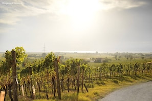 Un vignoble avec des rangées de vignes sous un ciel dégagé.