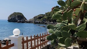 A coastal view with a cactus plant and a white fence with a spherical object on top.