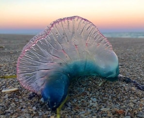 Una medusa en una playa arenosa con un atardecer de fondo.