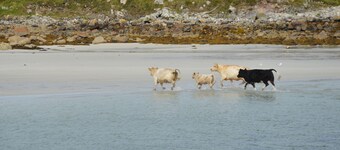 Gaoth Saile, Lettermullen