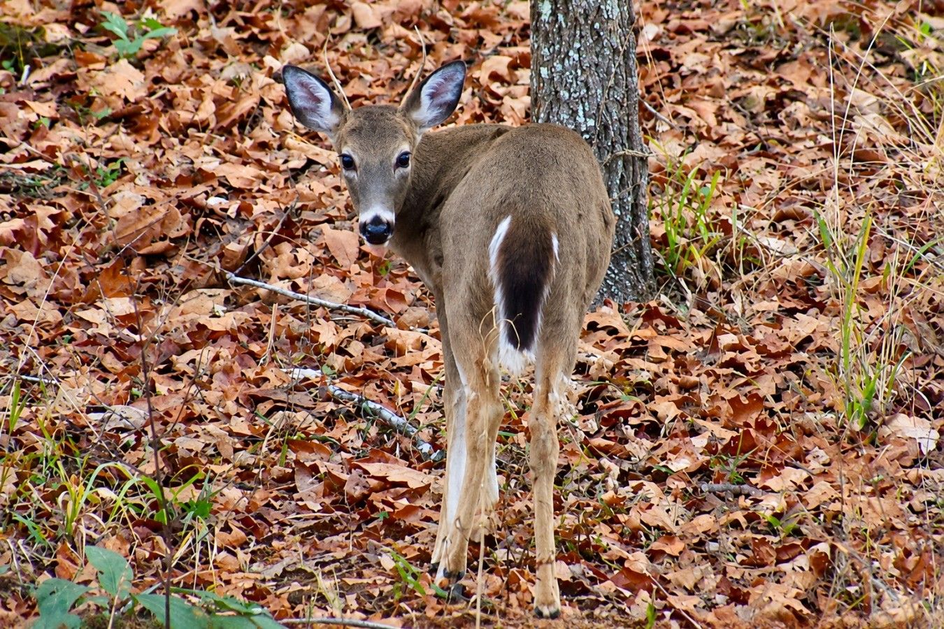 A deer standing in a forest with fallen leaves on the ground.