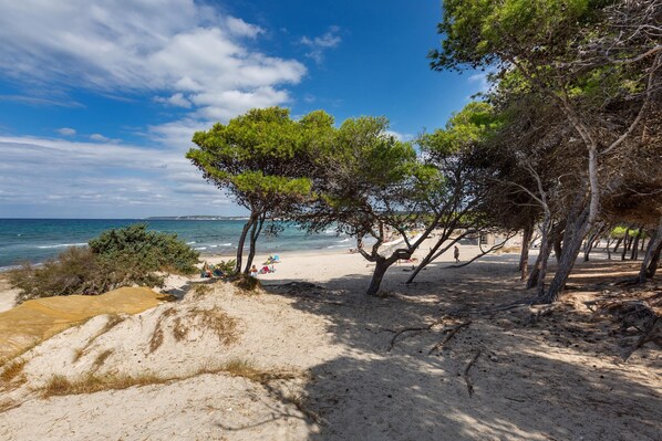 A beach with trees, sand dunes, and the sea.