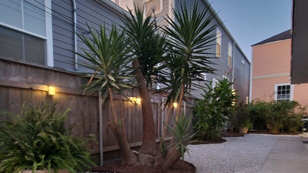 Un quartier résidentiel avec une clôture en bois, un palmier et une plante en pot.