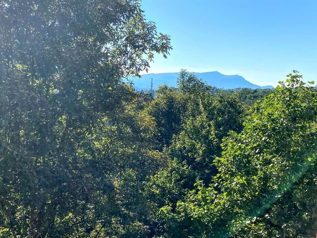 A dense forest with a mountain in the background.