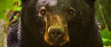 A bear in a forest.
