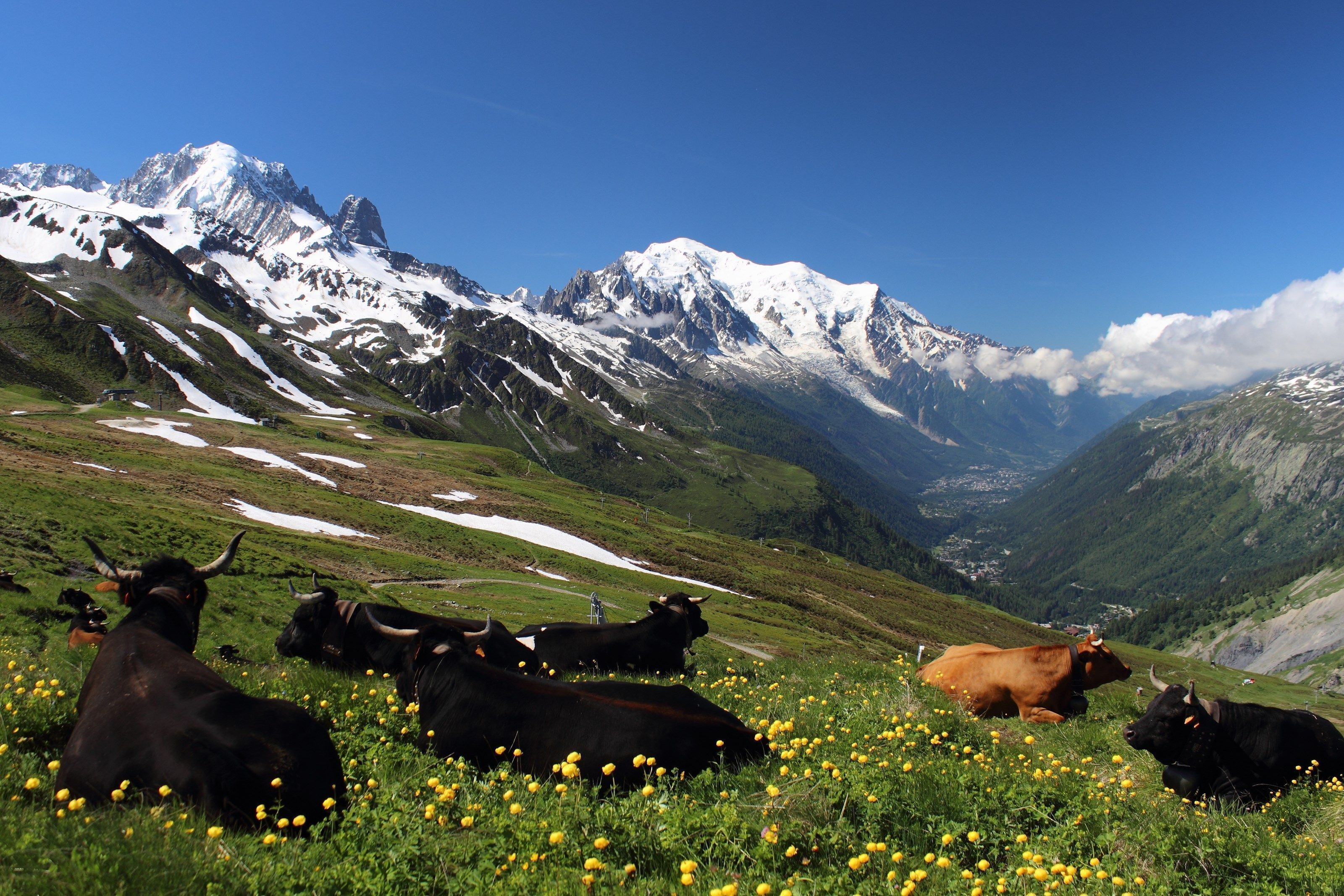 A mountainous landscape with cows grazing in a field.