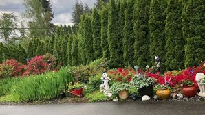 Ein Garten mit hochstämmigen Nadelbäumen, leuchtenden Blumen und verschiedenen Kübelpflanzen entlang einer Straße.