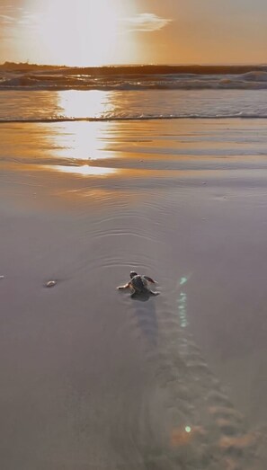 A beach scene with a turtle on the sand. - Oceanfront Escape, Grill, Hammocks, Fire Pit, & Stunning Views (Ponte Vedra Beach)