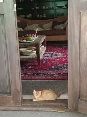 Interior - TE PUKA ESTATE Group & Function Venue (Ngatangiia District)