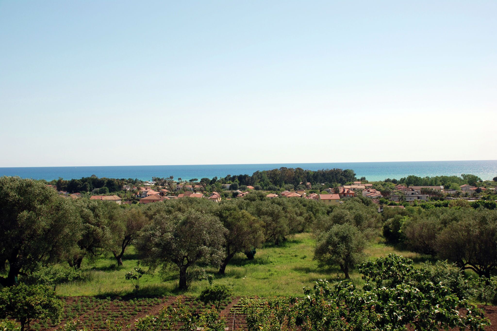 A coastal village with olive groves and houses along the sea.