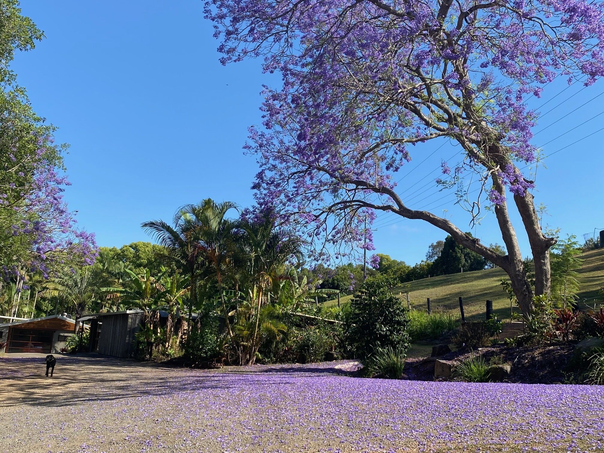 Frog Cottage - Noosa Hinterland - Dog and Horse Friendly