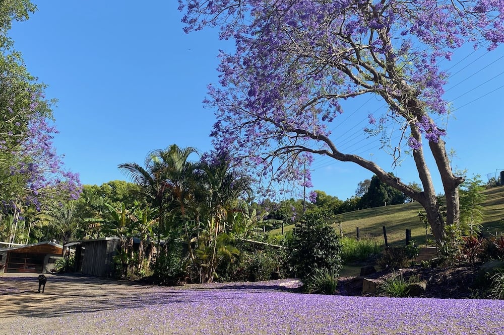 Frog Cottage - Noosa Hinterland - Dog and Horse Friendly