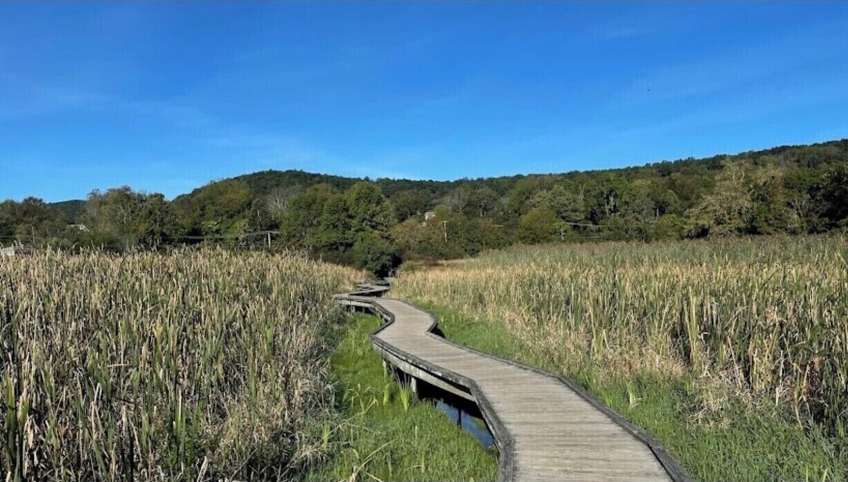 Un paseo marítimo de madera atraviesa una zona pantanosa con pastos altos y una colina boscosa al fondo.
