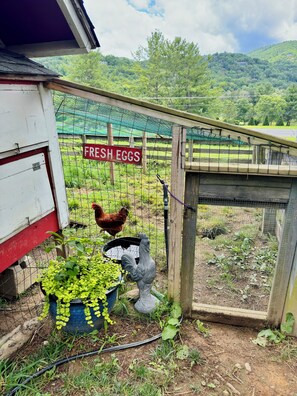 Una granja con un cartel que dice 'HUEVOS FRESCOS', una gallina, una estatua de gallo y un edificio rojo y blanco.