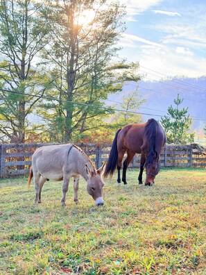 A donkey and a horse grazing in a fenced field with trees and a mountain in the background.
