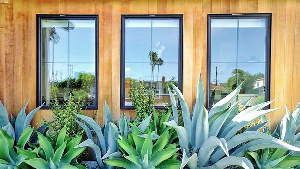 A building facade with three large windows and a row of agave plants in front.