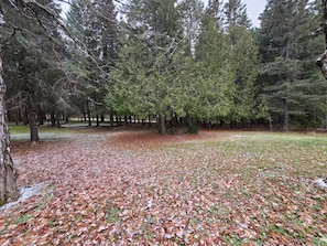 Une zone boisée dont le sol est recouvert de feuilles mortes.
