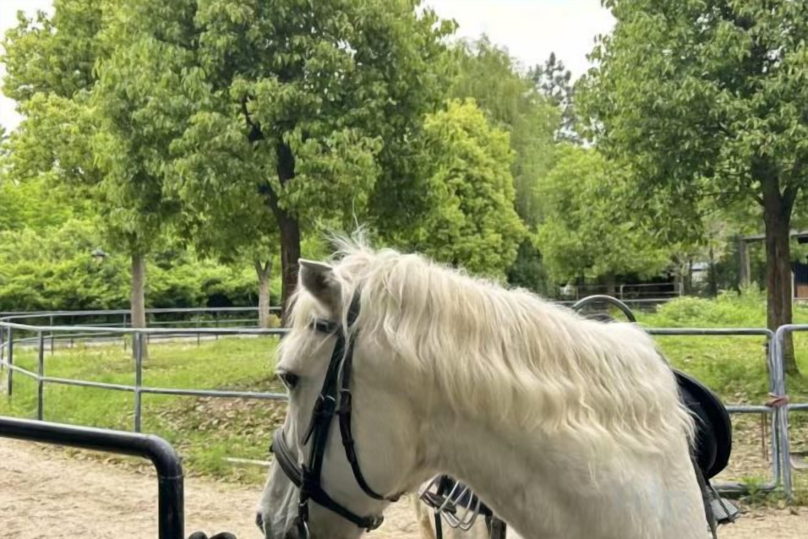 A white horse with a black bridle in a fenced area with trees in the background.