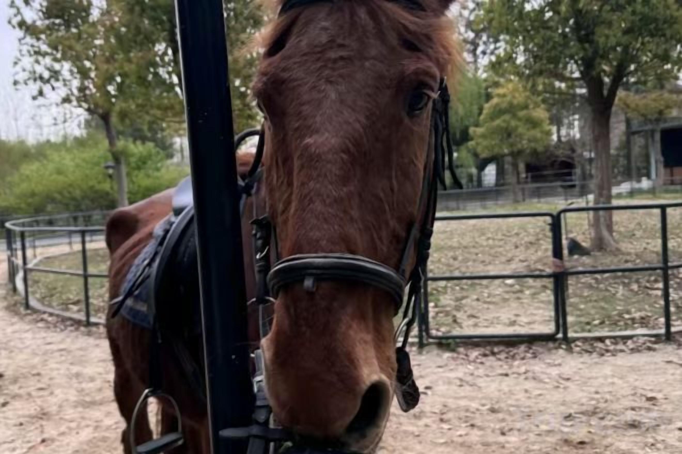 Een paard in een stal, met omheining en bomen op de achtergrond.