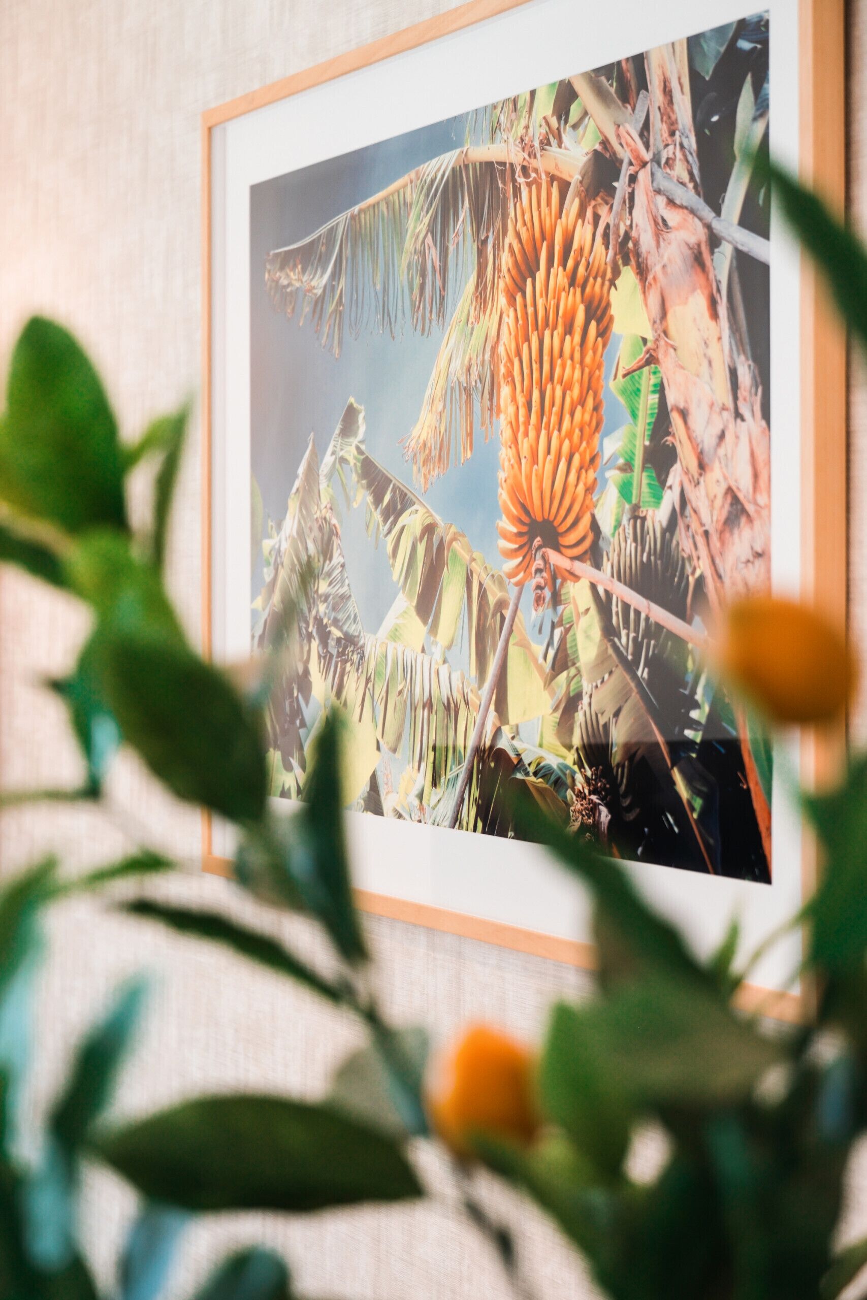 Een lijst met een foto van een plant met grote bladeren en een trossen oranje vruchten, mogelijk bananen, aan een muur.