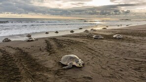 Beach nearby, sun loungers