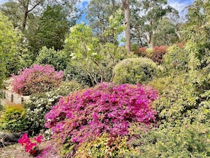 Stroll through a serene garden filled with a variety of flowering plants and trees.