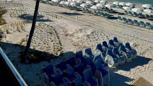Ein Strand mit Reihen blauer Liegen und Sonnenschirmen, eine Palme und das Meer im Hintergrund.