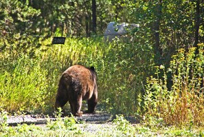 A bear walking along a path in a wooded area with a 'CLOSED' sign visible in the background.