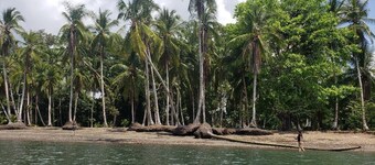 Kraken Cabin-escape in the jungle, abundance of wildlife, walk to Golfito Bay.