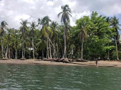 Kraken Cabin-escape in the jungle, abundance of wildlife,  walk to Golfito Bay.