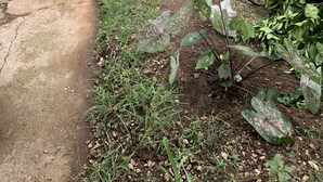 A narrow concrete path flanked by a chain-link fence and vegetation, leading to a parked white SUV. - Walk to beach and many shops in Playas del Coco , Costa Rica (Playas del coco)