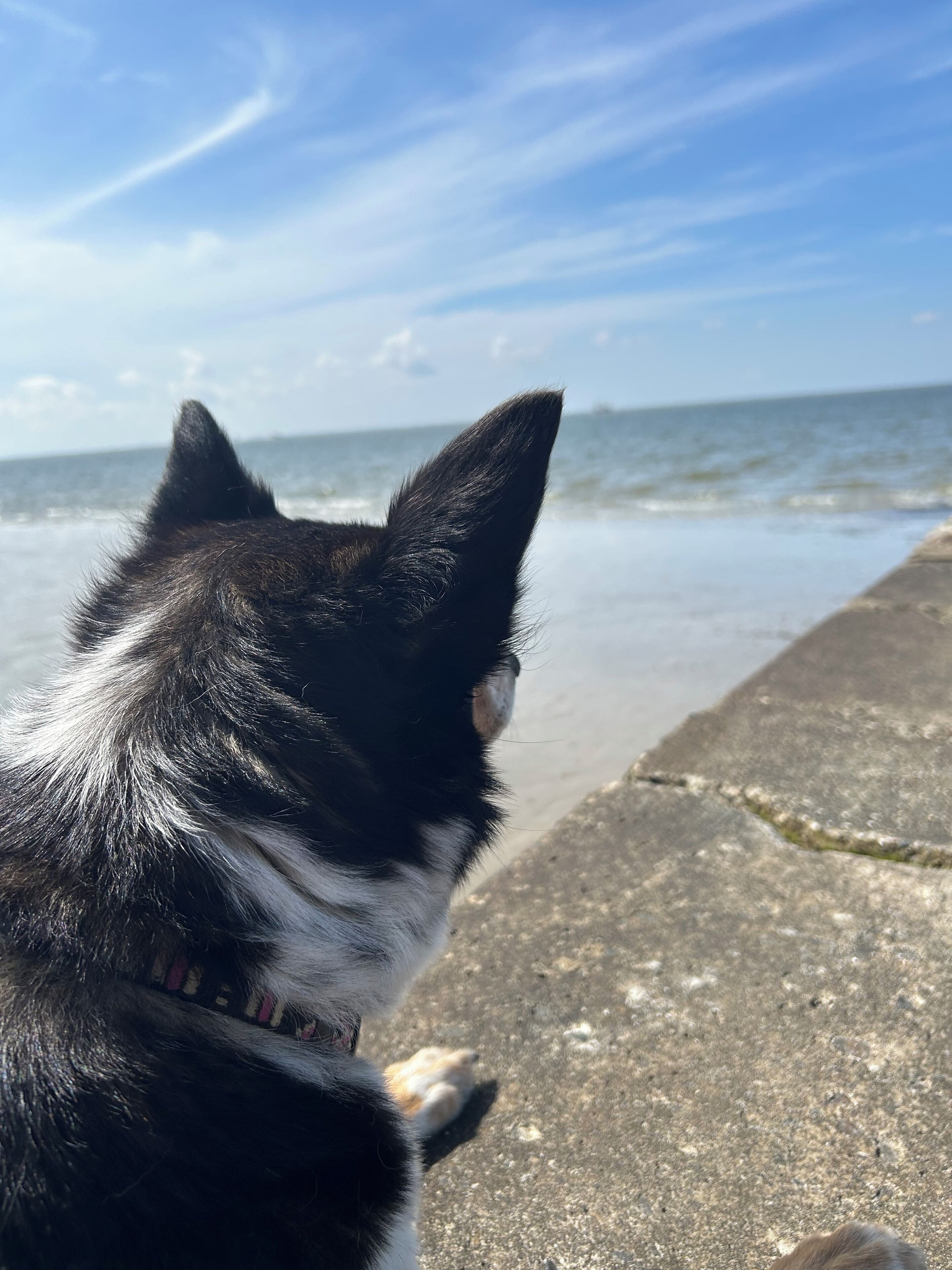 A black and white dog sitting on a concrete surface by the ocean.
