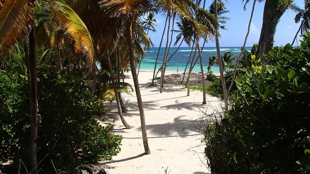 A beach path surrounded by palm trees leading to a sandy beach with clear turquoise water. - 3-BEDROOM APARTMENT IN LUXURY RESIDENCE WITH SEA VIEW (Les Trois-Îlets)