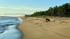 Una playa con un perro, palmeras y cielo despejado.