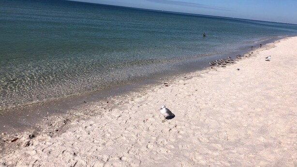 A beach with clear water and a sandy shore. - Vanderbilt Beach less than a mile! Dog friendly, Tropical Paradise! 3br & WiFi! (Naples)