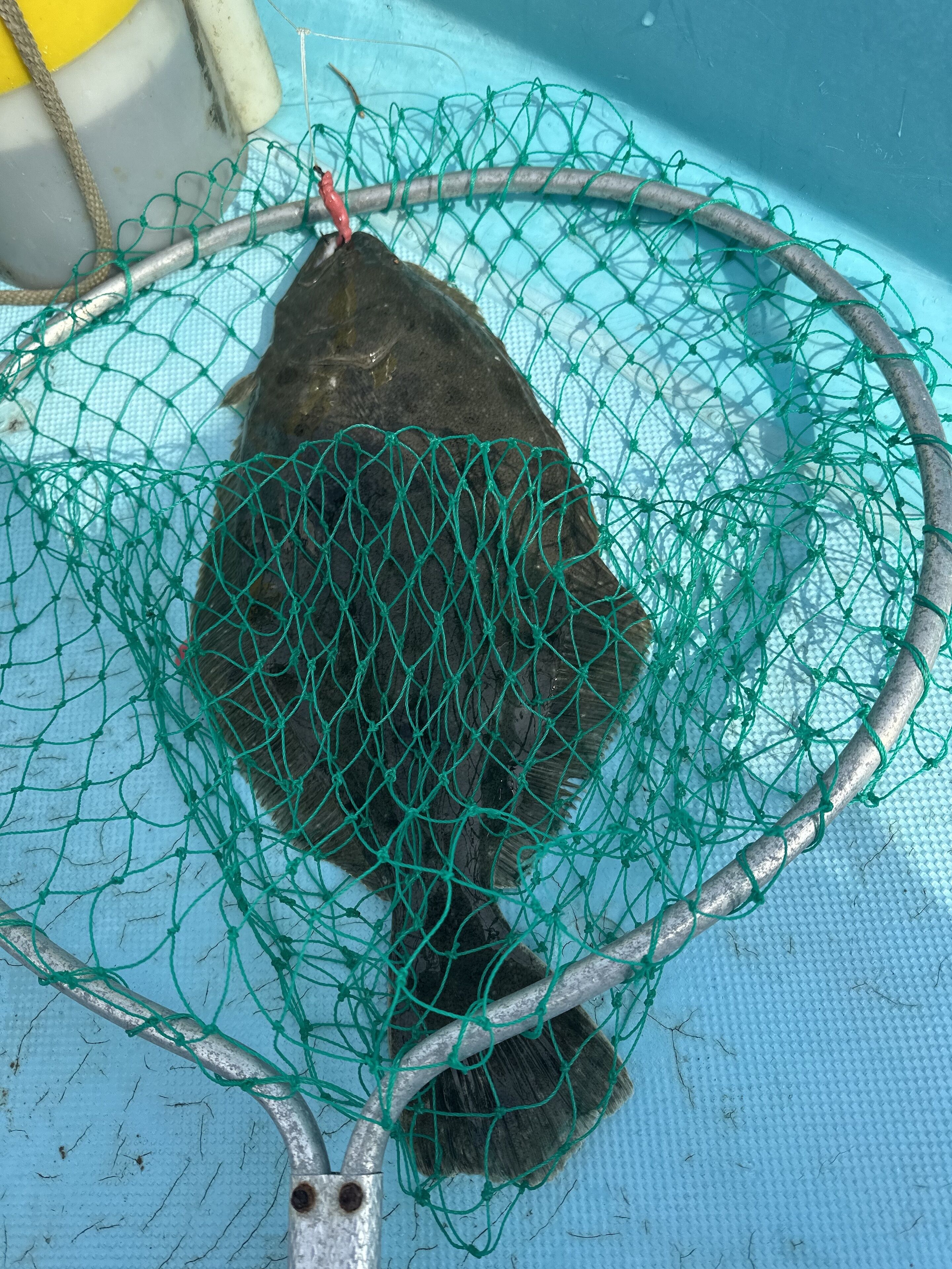 A fish in a green net, possibly caught in a fishing net.