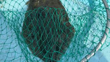 A fish in a green net, possibly caught in a fishing net.
