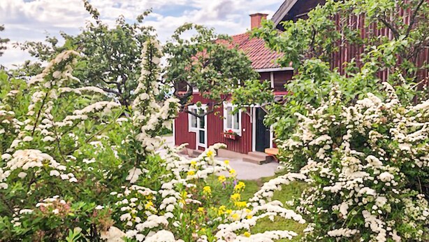 A red house with a red roof, surrounded by greenery and white flowering plants. - Gorgeous home in Rättvik with lake view (Rättvik)