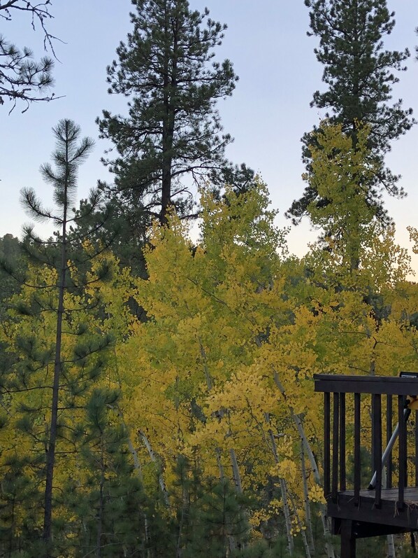 A forest with tall trees and a wooden deck. - Perfect Forest Therapy Location - 3 acres - Geodesic Dome - Find your Peace ! (Lead)