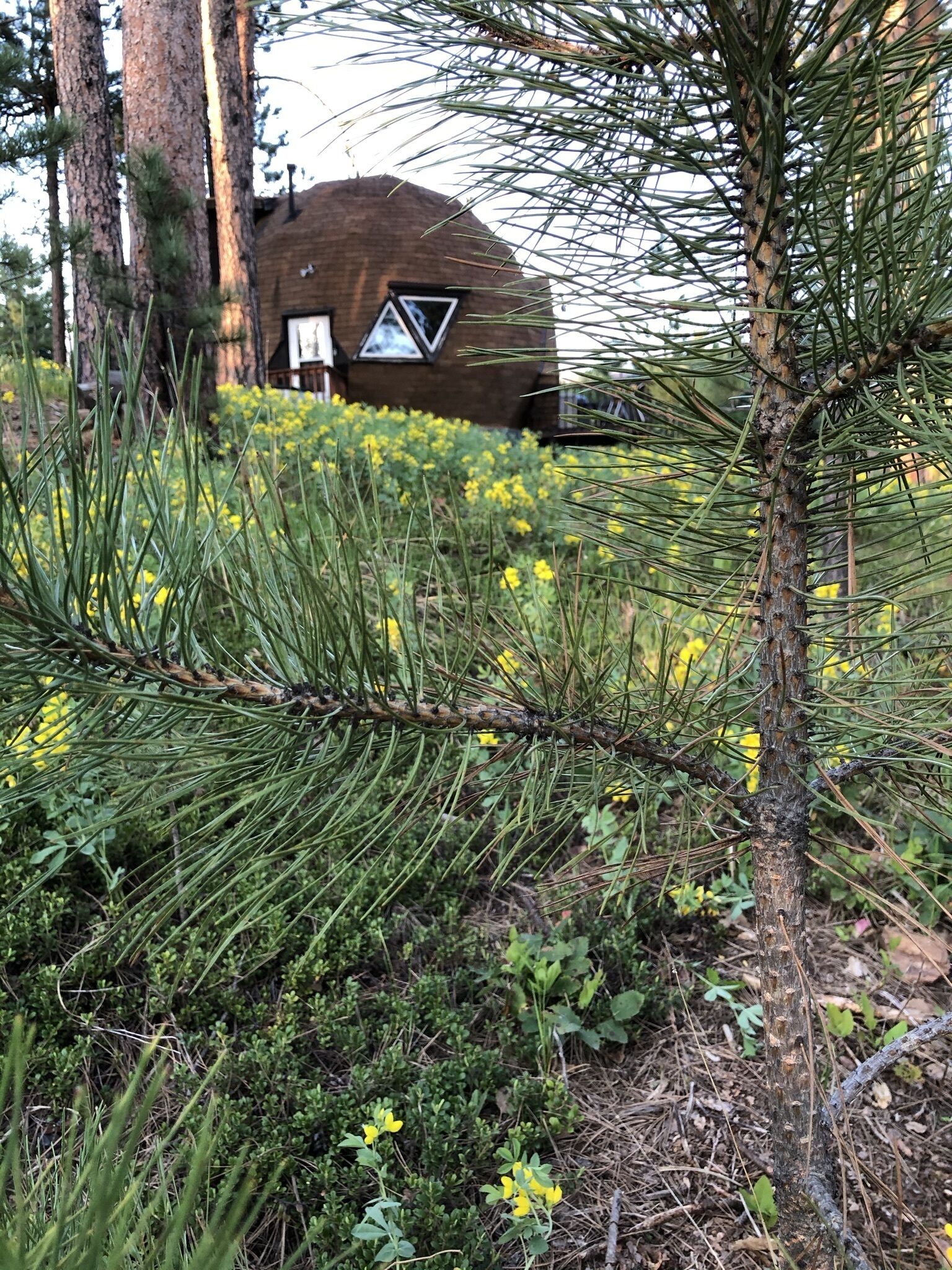 A house with a triangular window, surrounded by pine trees and yellow flowers.