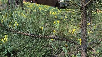 A house with a triangular window, surrounded by pine trees and yellow flowers.