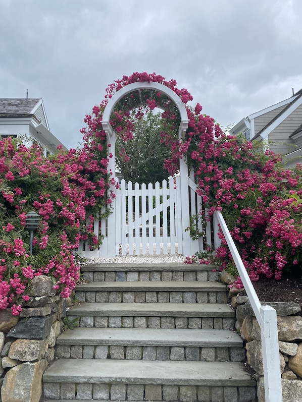 Eine Treppe mit weißem Zaun, umgeben von blühenden rosa Büschen.