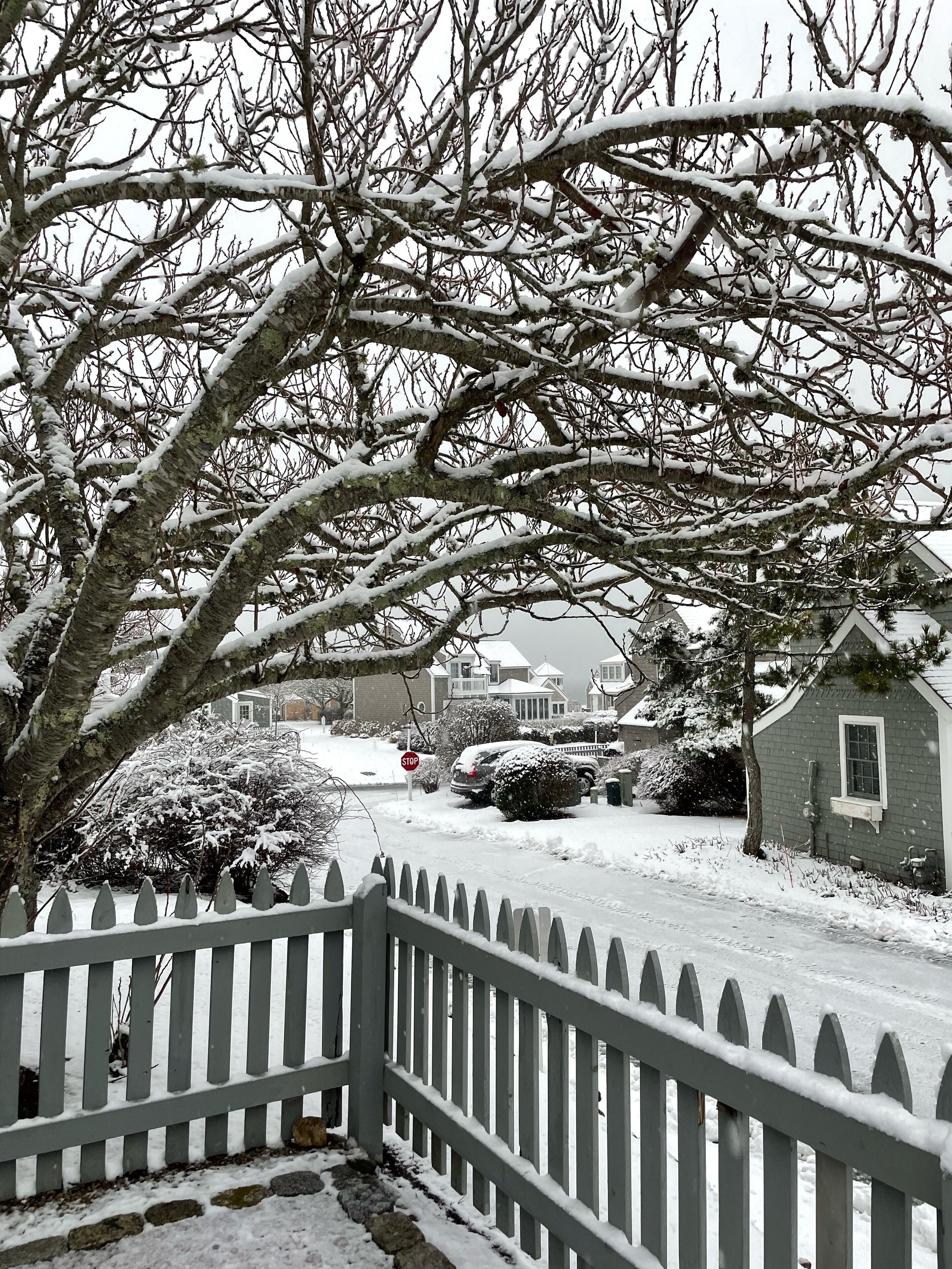 Una calle residencial cubierta de nieve, con vallas de piquete blancas, casas y coches aparcados.