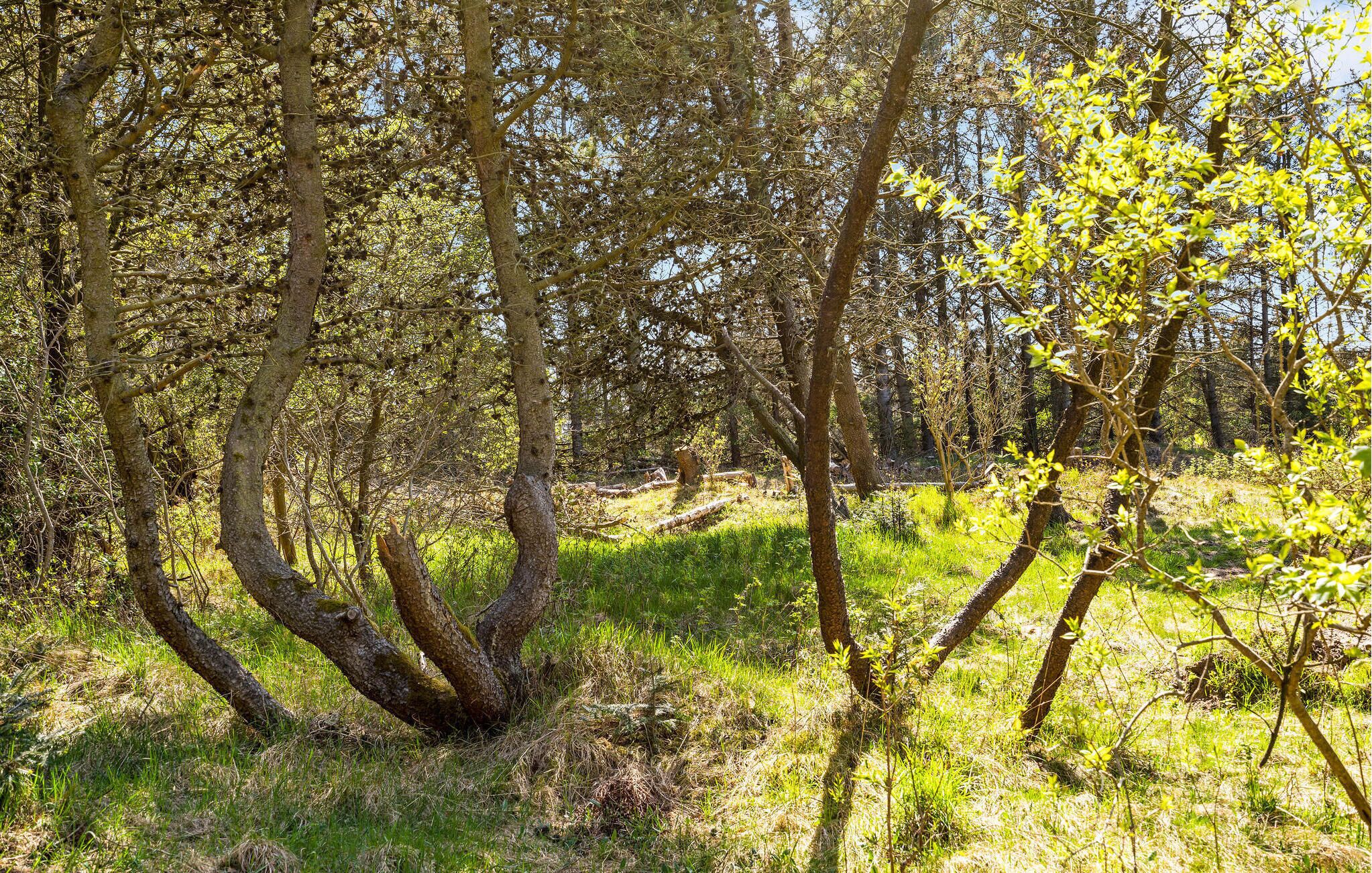 A forest with trees and grass.