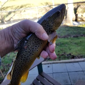 Une personne tenant un poisson.