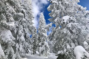 A snowy forest with tall evergreen trees.