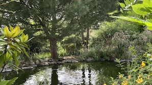 Ein Teich, umgeben von dichtem Grün und Bäumen.