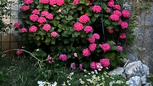 Un jardín con flores rosadas y follaje verde.