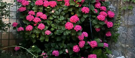 Hus, 1 soverom, røyk, privat basseng | Overnattingsstedets uteområder