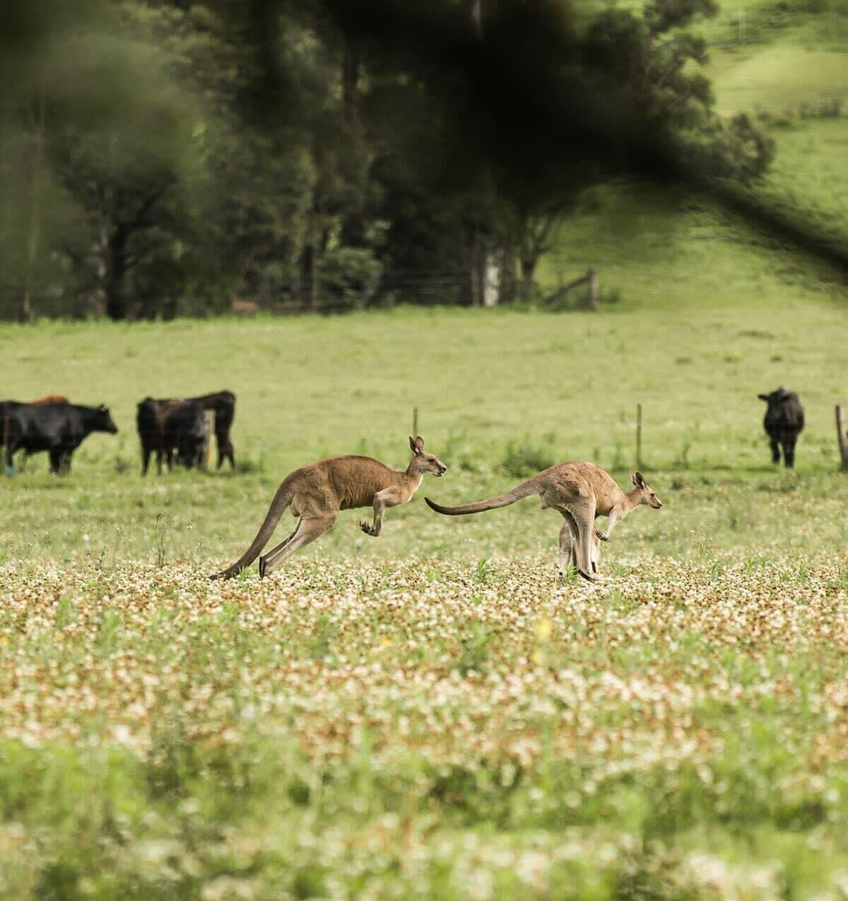 A grassy field with kangaroos and cows.